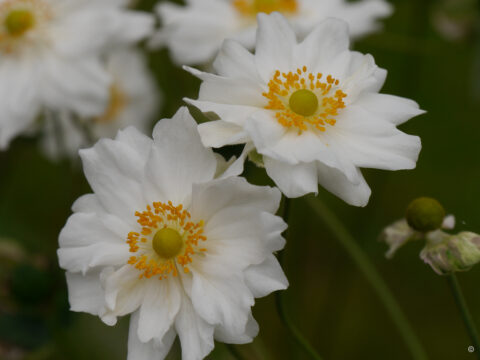 Anemone x japonica 'Whirlwind'