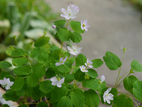Anemonella thalictroides in  Wurzerlsgarten