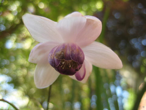 Anemonopsis macrophylla
