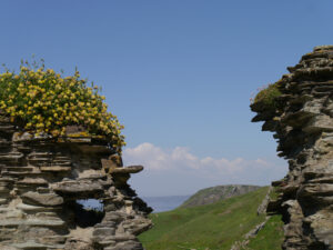 Gelber Wundklee auf der Steilklippe von Tintagel