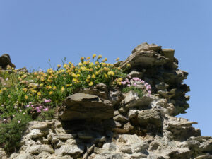 Mauerreste der der Burg Tintagel