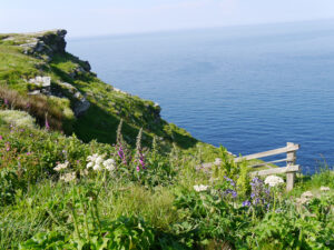 Wildblumen auf der Steilklippe von Tintagel