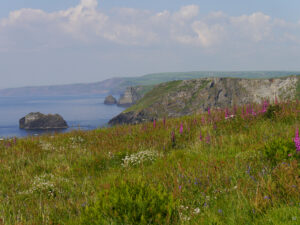 Blick über die Steilküste vor Tintagel