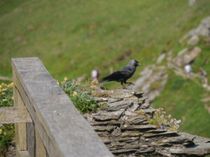 Bergdohle auf Tintagel