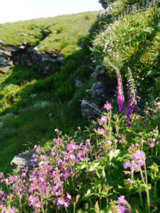Kuckuckslichtnelken und Fingerhüte in Tintagel