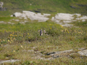 Eine Drossel im Blumenteppich von Tintagel.