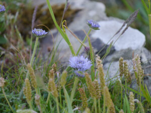 Kugelblumen und Carexblüten auf Tintagel 