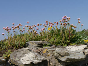 Grasnelken und Wundklee in Tintagel