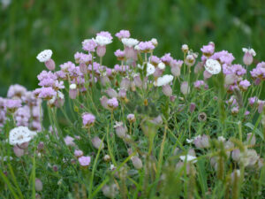 Silene maritima, Klippenleimkraut und Armeria maritima Strand-Grasnelken auf Tintagel