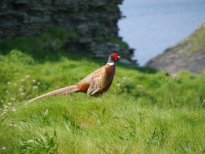 Jagdfasanhahn (Phasianus colchicus) chillt im Zugangsbereich zur Burg