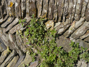 Mauer aus Schiefer vor dem alten Postamt in Tintagel