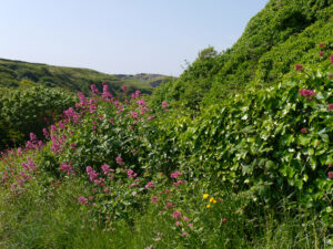 Plötzlich wird es hügelig auf dem Weg zum Castle Tintagel