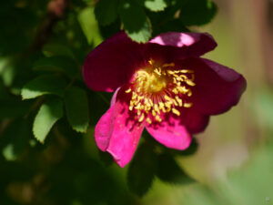 Rosa 'Single Cherry', Bibernellrose, in Wurzerlsgarten