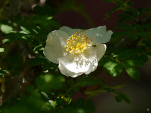 Rosa omeiensis var. pteracantha, Stacheldrahtrose in Wurzerlsgarten