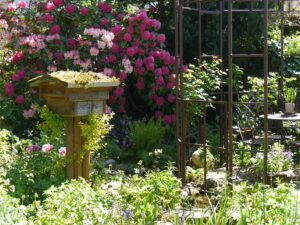 Die Rhododendronsenke hinter dem Rosenrondell