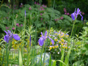 Blaue Iris im Wasser spiegeln den Blauton der Blaugelben Violas