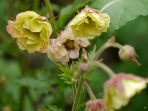Geum in Wurzerlsgarten im Mai 25