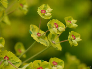 Euphorbia in Wurzerlsgarten im Mai 25