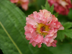 Geum-Blüten in Wurzerlsgarten im Mai 25