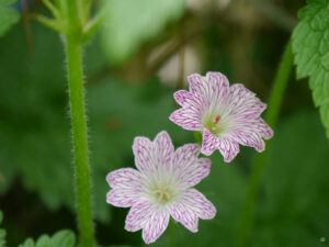 Storchschnabel in Wurzerlsgarten Mai 25
