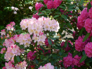 Rhododendronblüte in Wurzerlsgarten im Mai 25