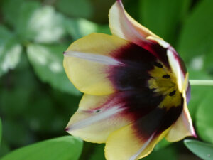 Tulpe in Wurzerlsgarten im Mai 25