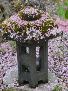 Wurzerls Vorgarten, die Kirschblüte endet