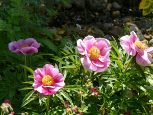 Paeonia officinalis in Wurzerlsgarten