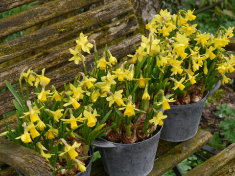 Narzissus cyclamineus 'Tête à Tête' in Wurzerlsgarten