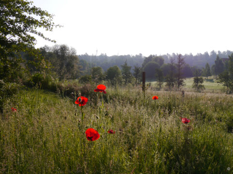 Die Landschaft am Vogelsberg