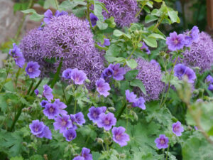 Rhapsody in Blue im Garten Jörg Diebel