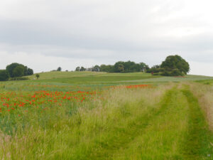 Klatschmohn in den Randbereichen des Vogelsbergs