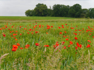 Klatschmohn in den Randbereichen des Vogelsbergs