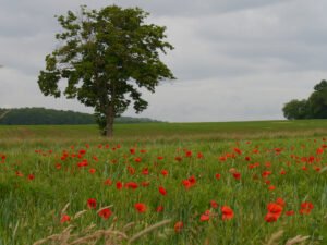 Klatschmohn in den Randbereichen des Vogelsbergs