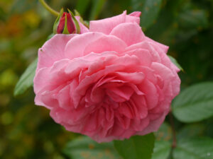 Eine Rose ist eine Rose, ist eine Rose, auch im Garten Angela Gerke-Repp