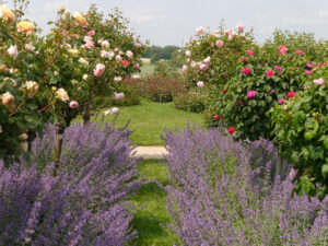 Der Schaugarten des Rosenparks Dräger