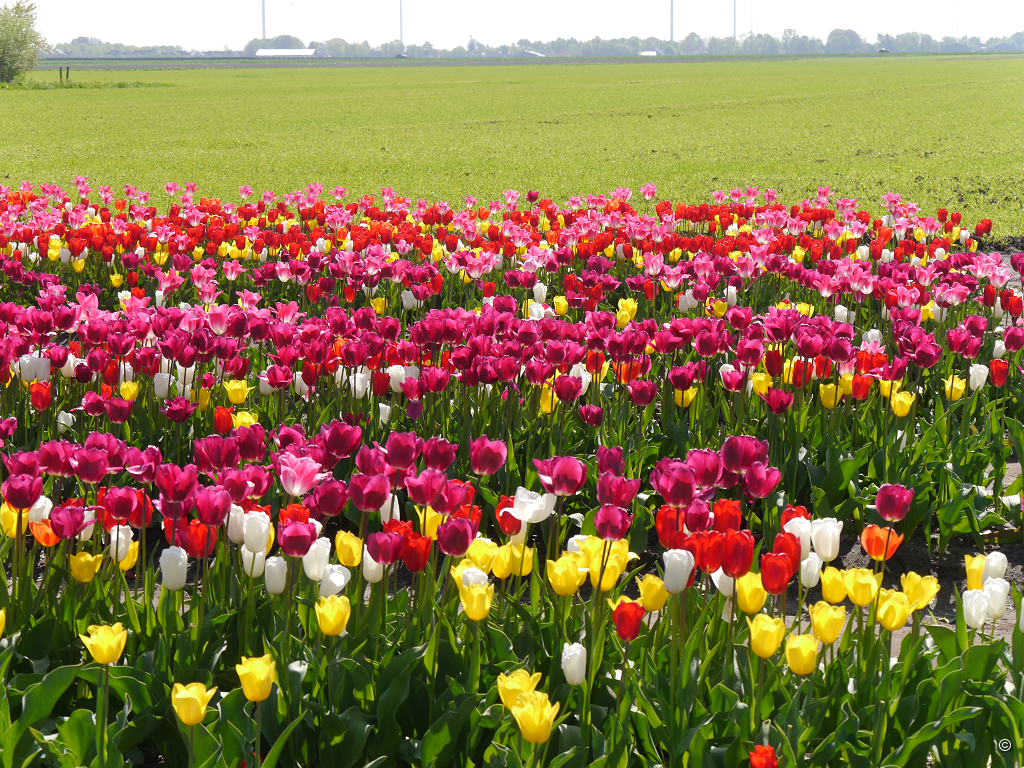 Tulpenfeld bei Groningen