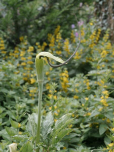 Arisaema tortuosum, Schaugarten Ulbrich