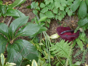 Arum rubrum im Schattengarten des Schaugartens Ulbrich