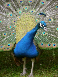 Der Pfau im Garten Ulbrich