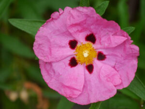 Ziestrose im Atriumgarten "Marokko" im Garten Ulbrich
