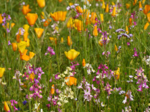 Wildblumenwiese im Lehrgarten von Erna de Wolff in Iheringsfehn