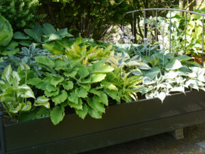 Lütje Thuun, der Hosta-Garten von Ulrike Aljets