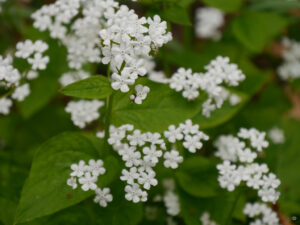 Brunnera macrophylla 'Alba', Eingangsbereich mit dem weißen Garten, die kleine Gärtnerei im Grünen Haus