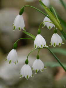 Leucojum aestivum 'Gravetye Giant', Eingangsbereich mit dem weißen Garten, die kleine Gärtnerei im Grünen Haus