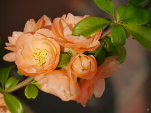 Chaenomeles speciosa 'Yukigoten', Gärtnerei im Grünen Haus