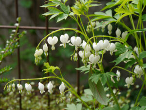 Dicentra spectabilis 'Alba', Eingangsbereich mit dem weißen Garten, die kleine Gärtnerei im Grünen Haus