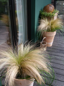 Die obere Terrasse, die kleine Gärtnerei im Grünen Haus, Nassella Gras