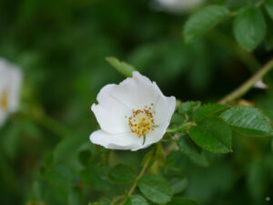 Jörg Diebels Naturgarten am Vogelsberg, der Hofplatz mit weißen Rosen