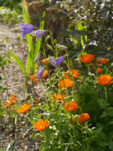 Jörg Diebels Naturgarten am Vogelsberg, im Kiesgarten